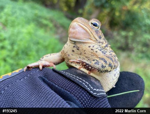 Eastern American Toad