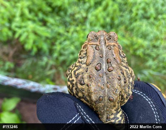 Eastern American Toad