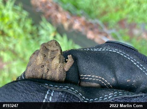 Eastern American Toad