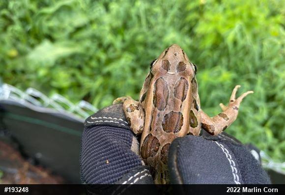 Pickerel Frog
