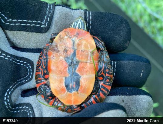 Painted Turtle