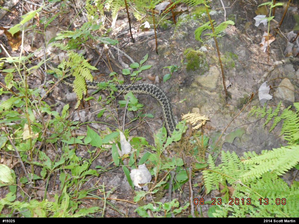 Eastern Gartersnake