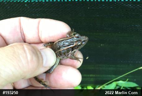 Pickerel Frog