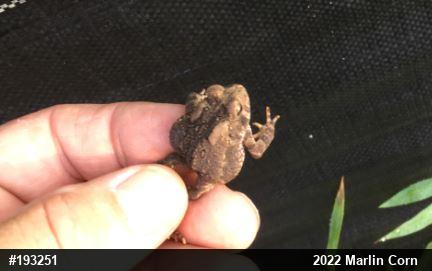 Eastern American Toad