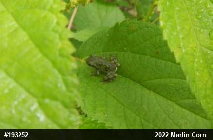 Unknown Gray Treefrog