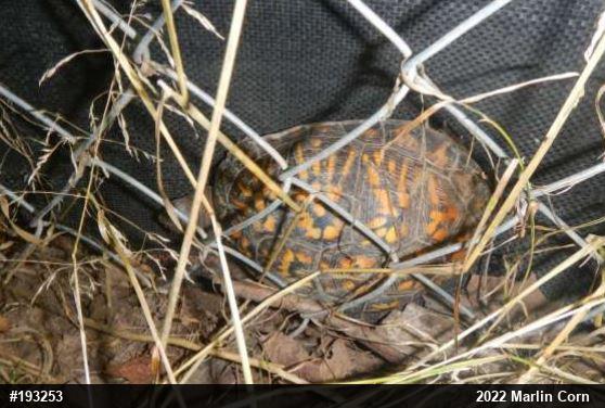Eastern Box Turtle