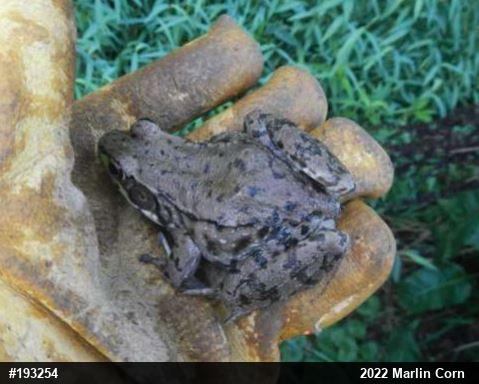 Green Frog