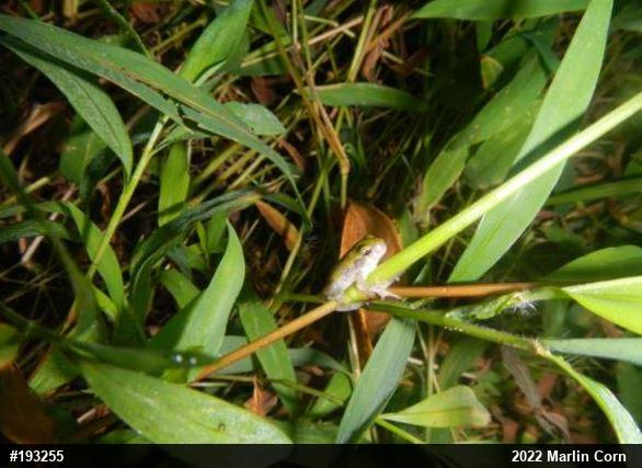 Unknown Gray Treefrog