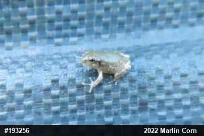 Unknown Gray Treefrog
