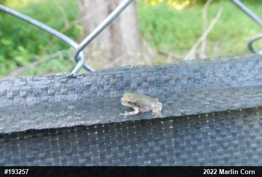 Unknown Gray Treefrog