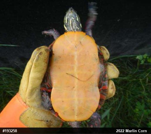 Painted Turtle
