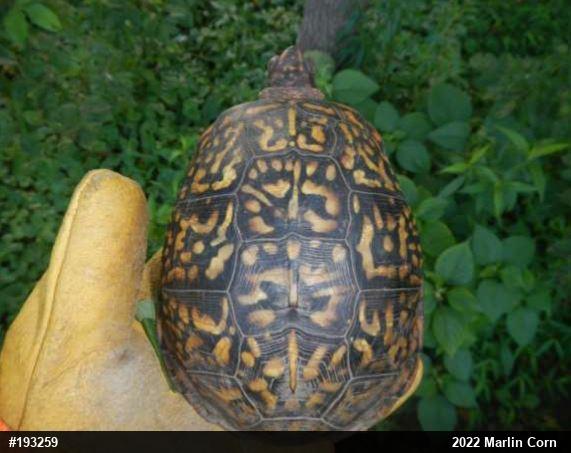 Eastern Box Turtle