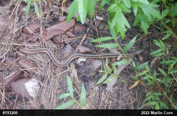 Eastern Gartersnake