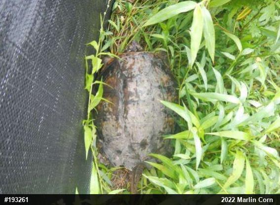 Snapping Turtle