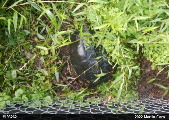 Snapping Turtle