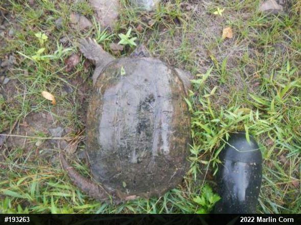 Snapping Turtle