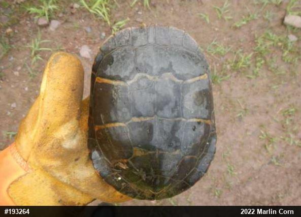 Eastern Painted Turtle