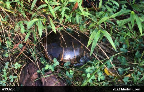 Eastern Painted Turtle