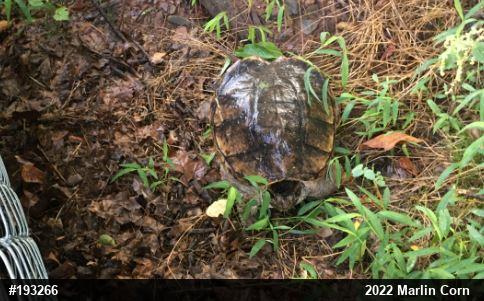 Snapping Turtle