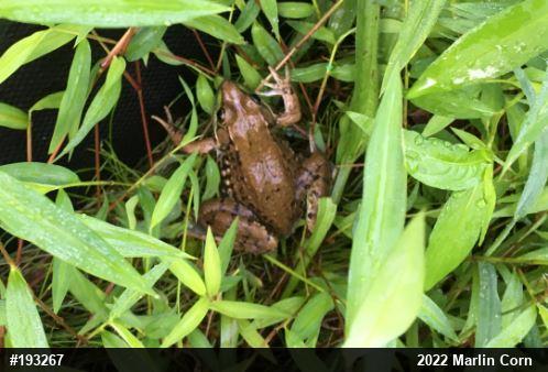 Green Frog
