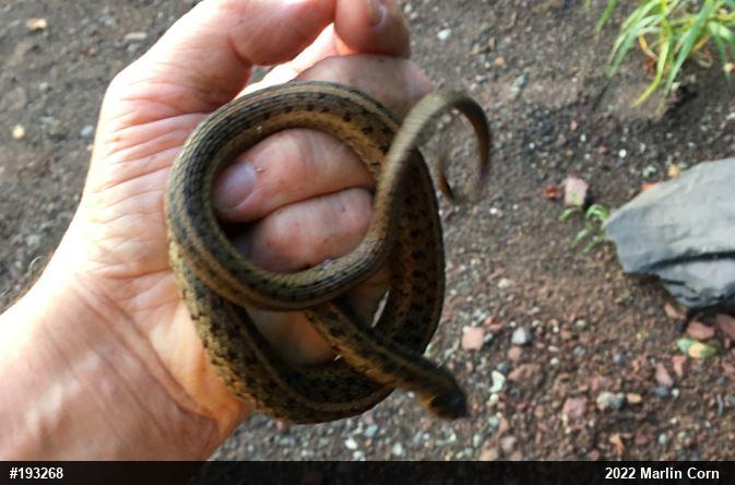 Eastern Gartersnake