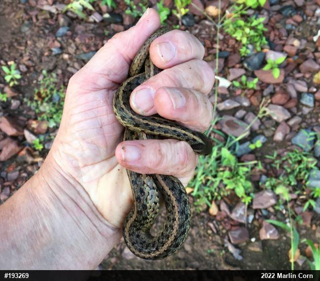 Eastern Gartersnake