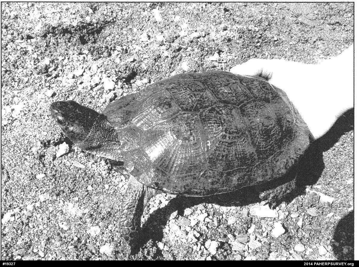 Wood Turtle