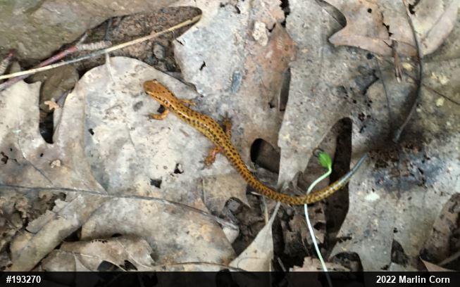 Eastern Long-tailed Salamander
