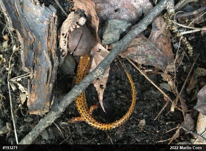 Eastern Long-tailed Salamander