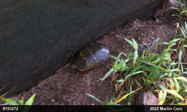 Eastern Painted Turtle