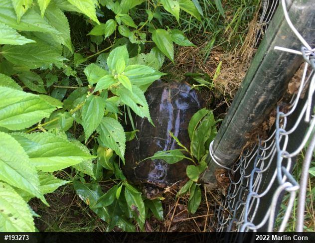 Snapping Turtle