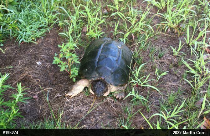 Snapping Turtle
