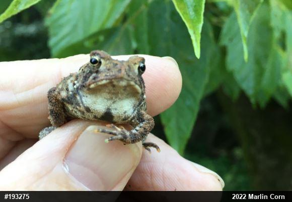 Eastern American Toad