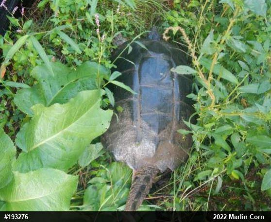 Snapping Turtle