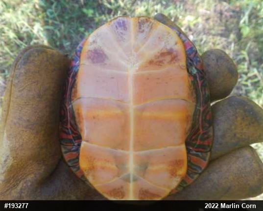 Painted Turtle