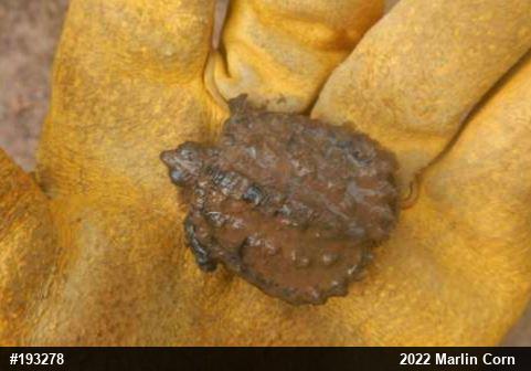 Snapping Turtle