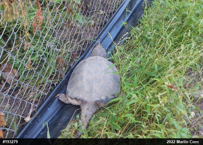Snapping Turtle