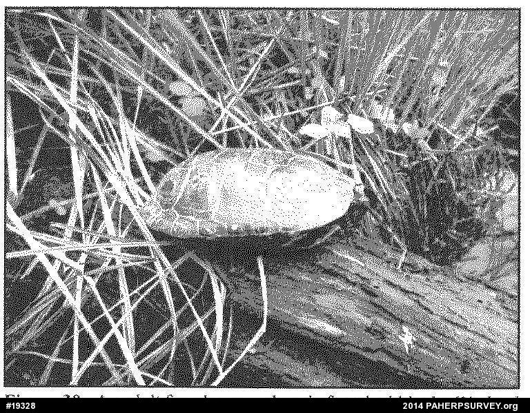 Spotted Turtle