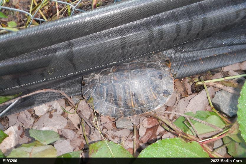 Pond Slider