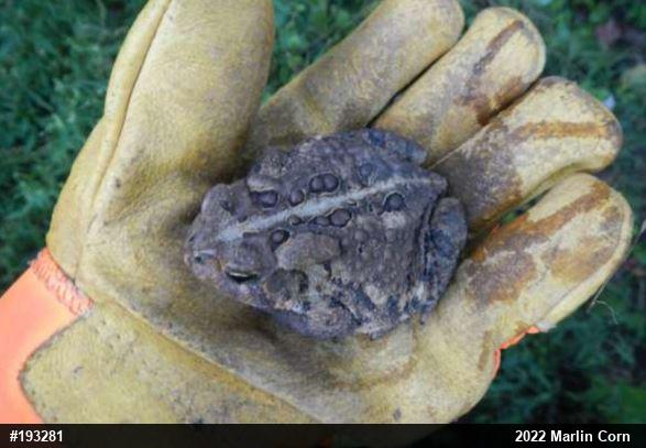 Eastern American Toad