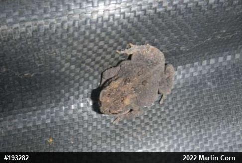 Eastern American Toad