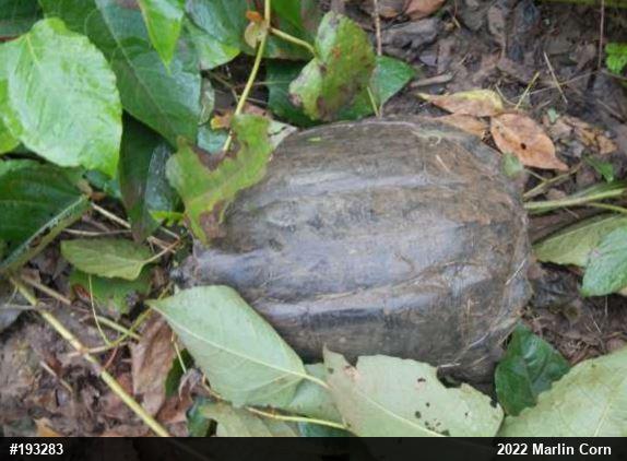 Snapping Turtle