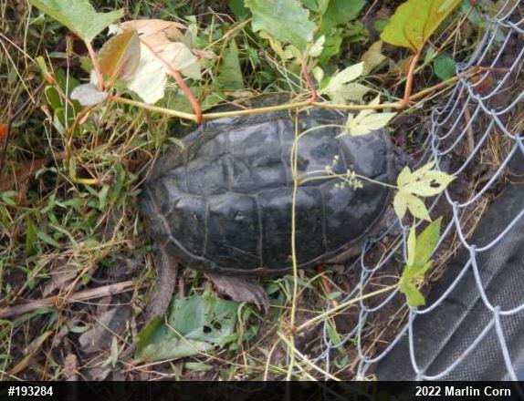 Snapping Turtle