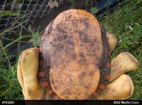 Painted Turtle