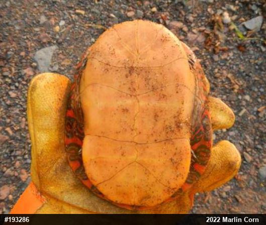 Painted Turtle