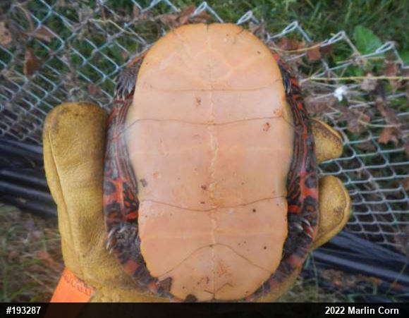 Painted Turtle