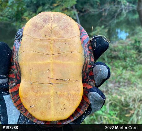 Painted Turtle