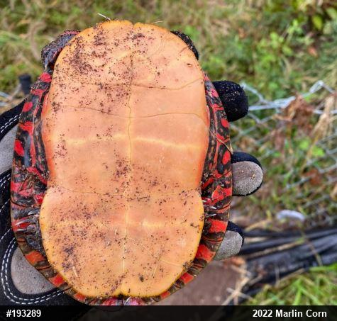 Painted Turtle