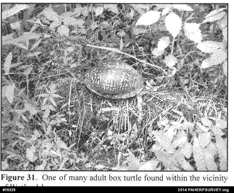 Eastern Box Turtle