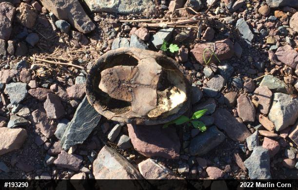 Eastern Musk Turtle